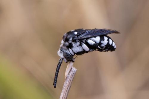 Réf. 226 994 : Thyreus sp.
